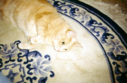 (image of cat reclining on floor)